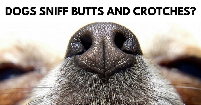 Why Do Dogs Sniff Butts And Crotches?