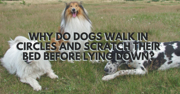 Why Do Dogs Walk In Circles And Scratch Their Bed Before Lying Down?