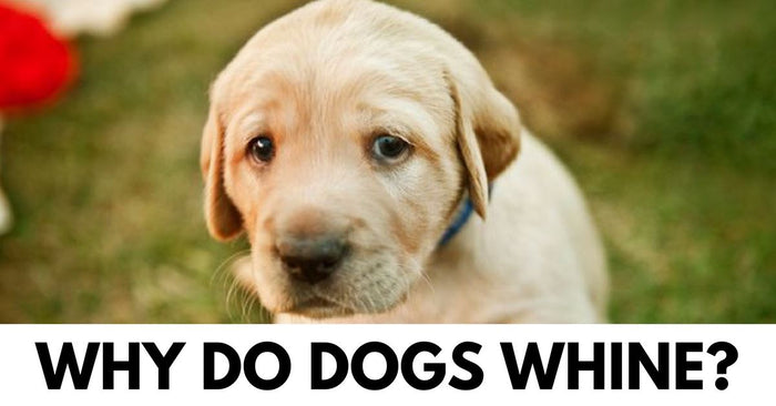 Why Do Dogs Whine?
