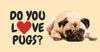 Why Do People Love Pugs?