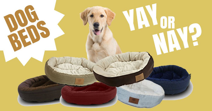 Why Do We Have to Use Dog Beds?