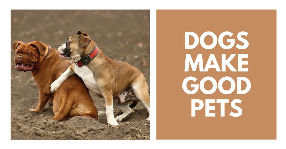 Why Dogs Make Good Pets