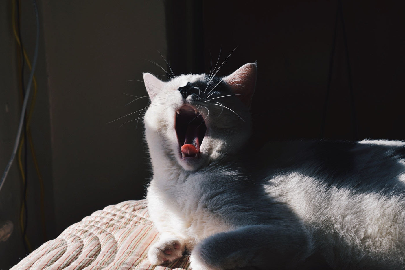 View of Why is My Cat Throwing Up Clear Liquid? - Pet Clever