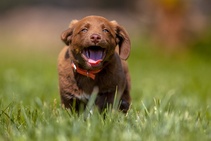 Why Is My Dog Eating Grass?