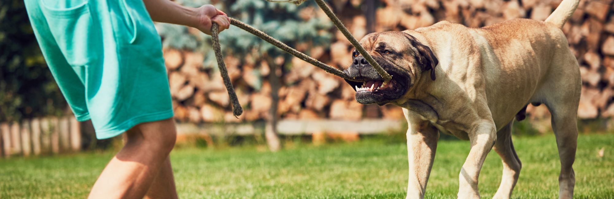 Why is My Pet Extra Aggressive?