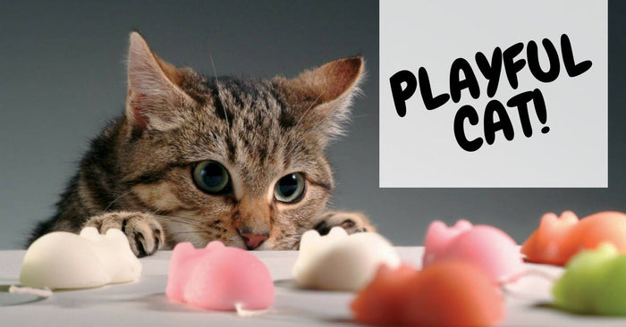Why Is Play Important For Your Cat