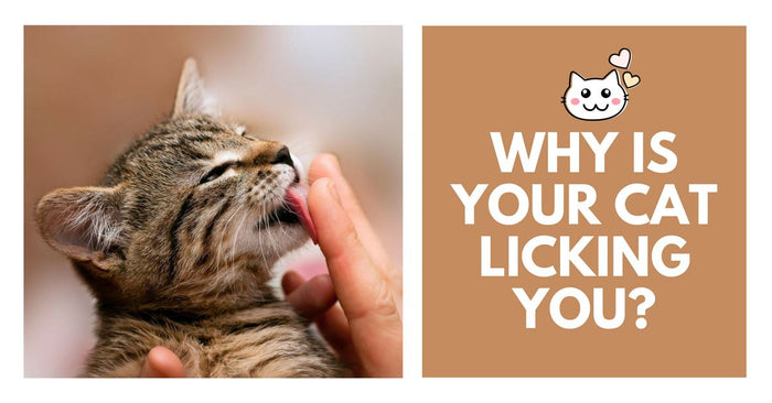 Why Is Your Cat Licking You?