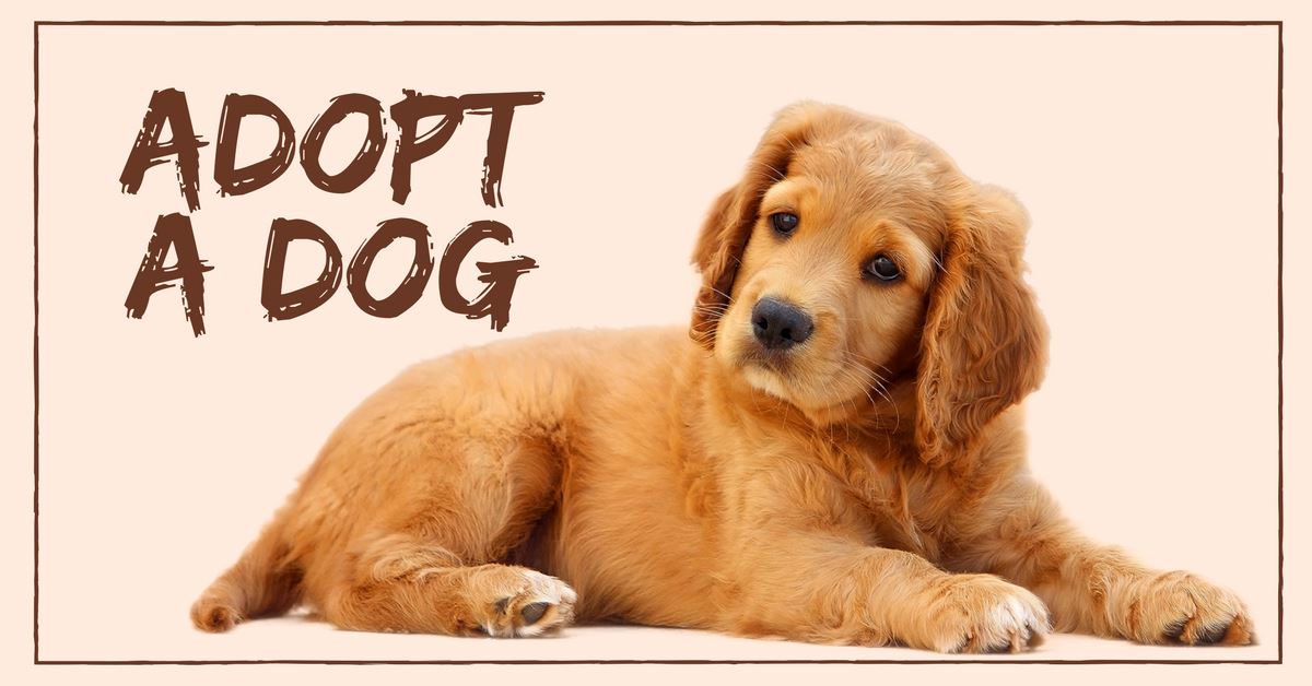 Why Should You Adopt A Dog?