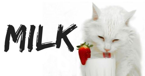 Why You Shouldn’t Give Your Cats Milk