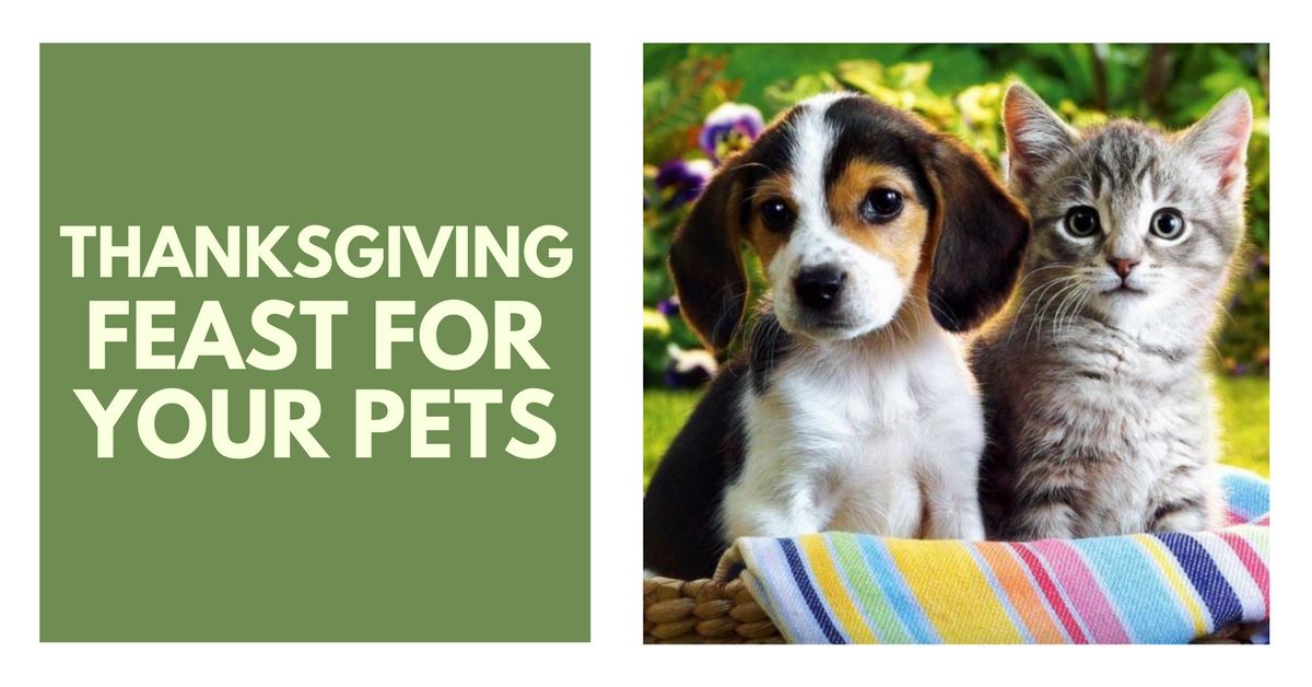 Yummy And Safe Thanksgiving Feast For Your Pets