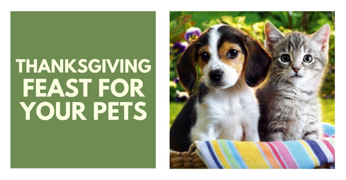 Yummy And Safe Thanksgiving Feast For Your Pets