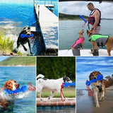 Beach & Outdoor Play – Dogs Beach Essentials (Blue Stick) Toothbrush Pet Clever 