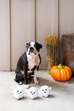 Dog Owner Must Have Accessories, Spooky Ghosts Fall Dog Toys, Set of 3 Toys Pet Clever 