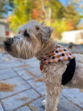 Fast, Safe & Effective Anxiety Relief for Dogs Clothes Pet Clever 