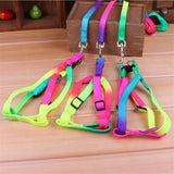 Colorful Rainbow Pet Collar Harness Leash Dog Leads & Collars Pet Clever 