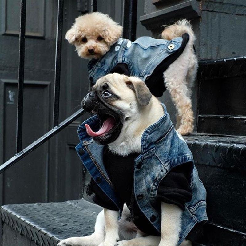 Dog Denim Jacket Dog Clothing Pet Clever S 