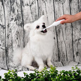 Electric Pet Toothbrush with Additional Brush Heads Toothbrush Pet Clever 