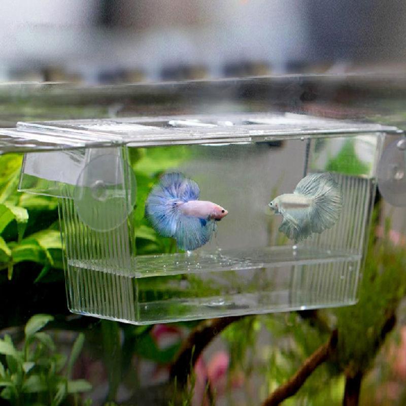 Fish Isolation Box Fish Tank Pet Clever 