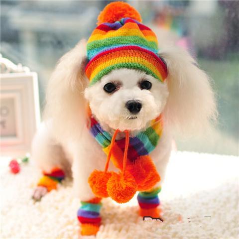 Pets Winter Knitted Striped Hat and Scarf - Priority Shipping Dog Clothing Pet Clever Colorful XXS 