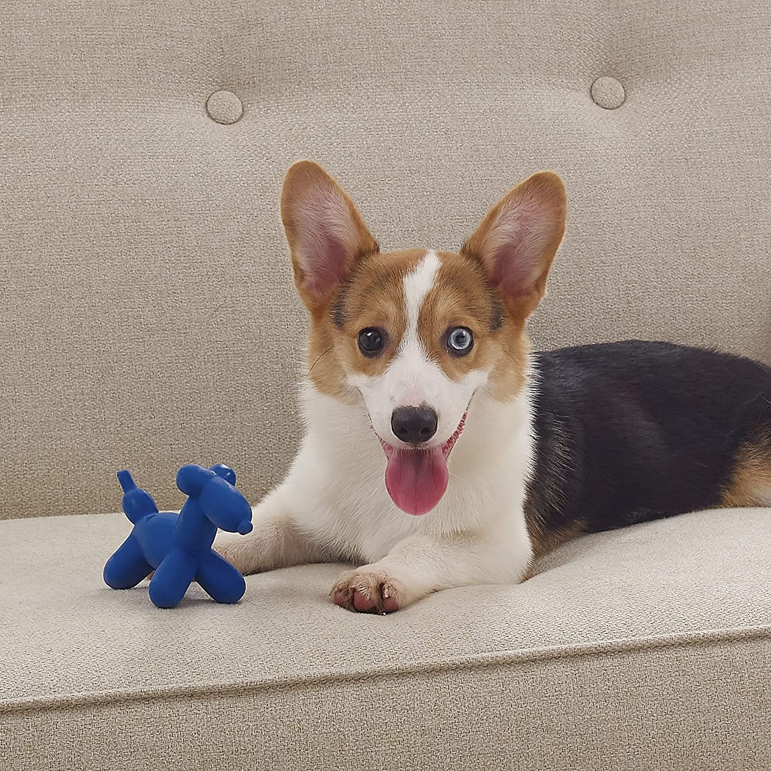 https://petclever.net/cdn/shop/products/rubber-balloon-dog-toy-936004.jpg?v=1633240042