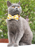 The Lemon™ Fashion Pet Set of Collar & Leash Artist Collars & Harnesses Pet Clever 