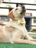 The Lemon™ Fashion Pet Set of Collar & Leash Artist Collars & Harnesses Pet Clever 