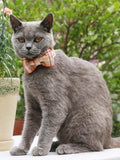 The Orange Plaid™ Fashion Pet Set of Collar & Leash Artist Collars & Harnesses Pet Clever 