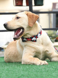 The Stars of the Night™ Fashion Pet Set of Collar & Leash Artist Collars & Harnesses Pet Clever 